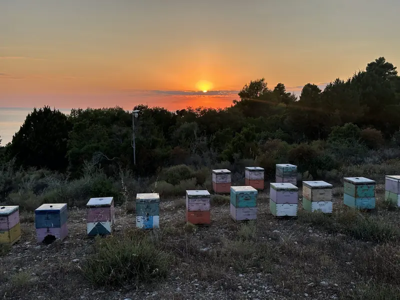 Κυψέλες στο βουνό την ώρα του ηλιοβασιλέματος