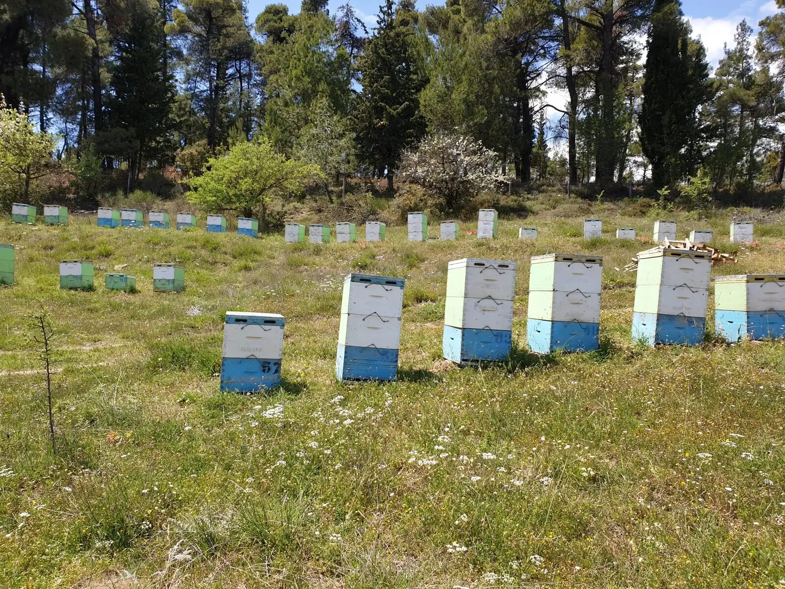 Μελίσσια ανάμεσα σε έλατα